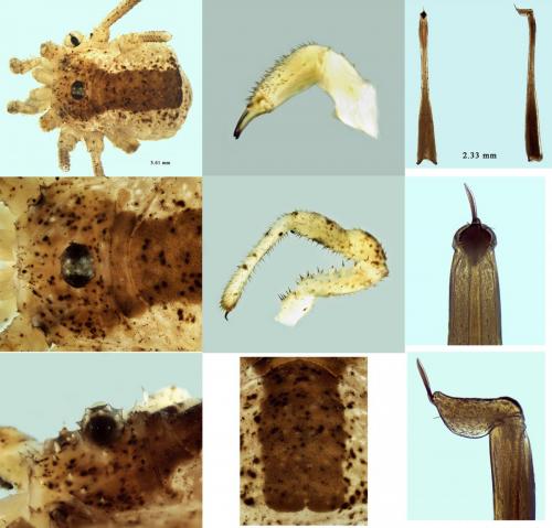 Réf. 219 593 : Lacinius ephippiatus